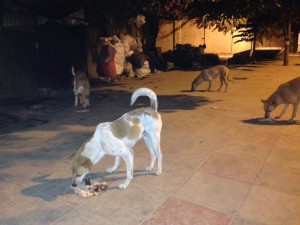 Strays being fed systematically