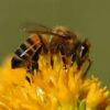 To Bee or not to Bee bees
