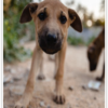Stray Dogs Rosy