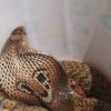 Snake in our midst Yaminis cobra