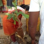 Gopi’s Trees