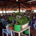 Kitchen Gardening the latest new trend